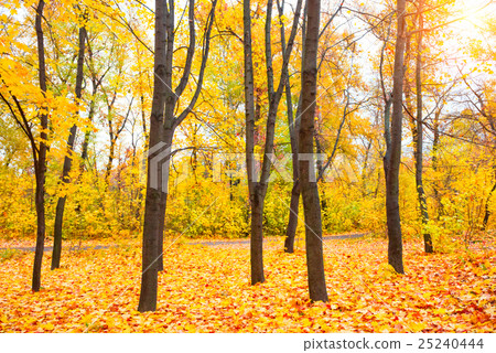 Sunny autumn park Sunny autumn park 25240444