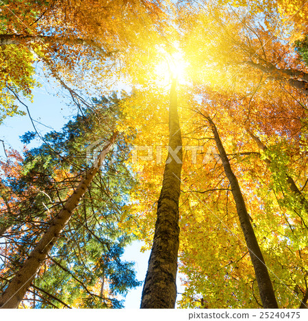 Fall in the forest 25240475