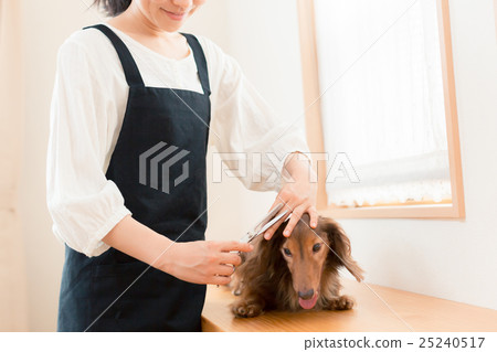 整頓者 毛孩 狗 25240517