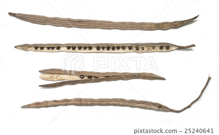 Moringa pods (Dried) 25240641