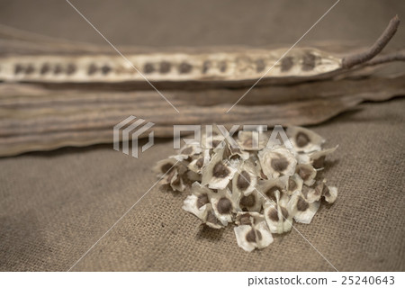 Dried Moringa pods and seeds on sackcloth 25240643