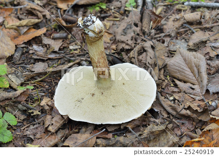 White sharks 25240919