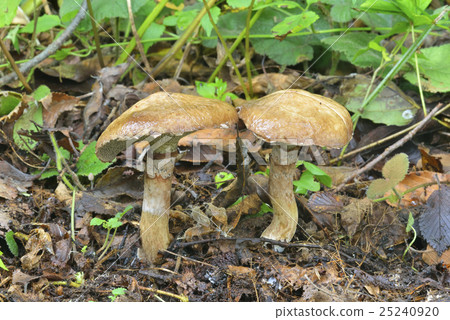 白鯊 白鯊 25240920