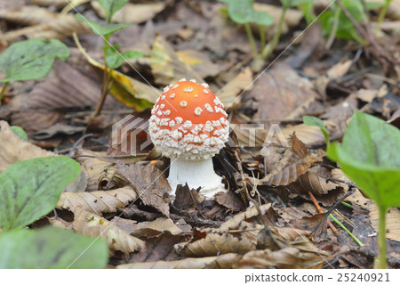 Benitate Take 25240921