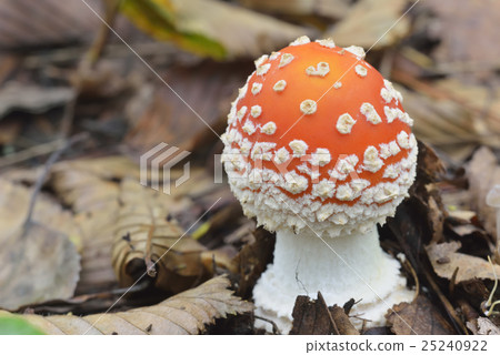 Benitate Take 25240922