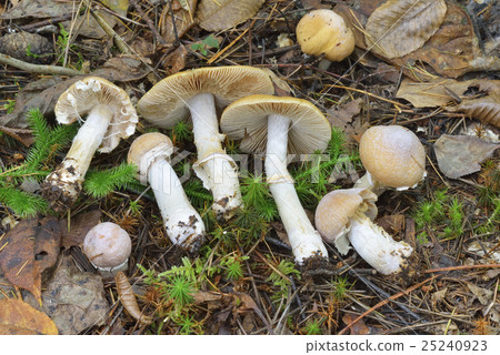 顯示源氏 25240923