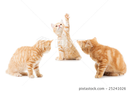 group of little Ginger british shorthair cats 25241026