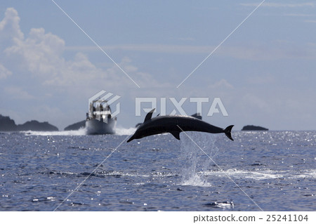 Dolphin watching jumping in front of a boat 25241104