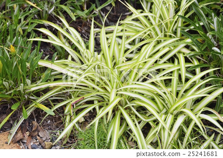 Orizururan Orizururan 25241681