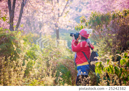 woman traveler take a photo in cherry blossom 25242382