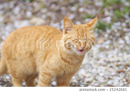 早春打噴嚏的棕色老虎流浪貓 25242681