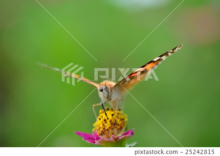 藍色蝴蝶和波斯菊 25242815