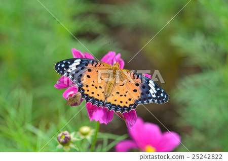 Blue butterfly and cosmos Blue butterfly and cosmos 25242822