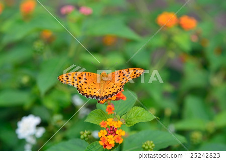 Pythium butterfly and lantana Pythium butterfly and lantana 25242823