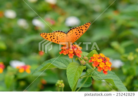 腐霉蝴蝶和馬櫻丹屬 腐霉蝴蝶和馬櫻丹屬 25242829