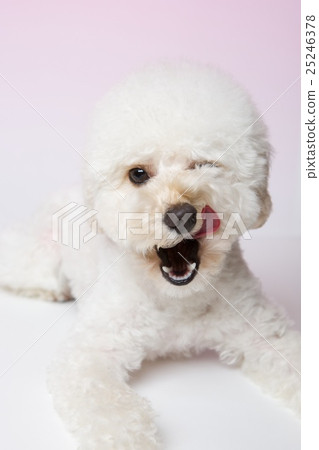 Dog Toy Poodle 25246378