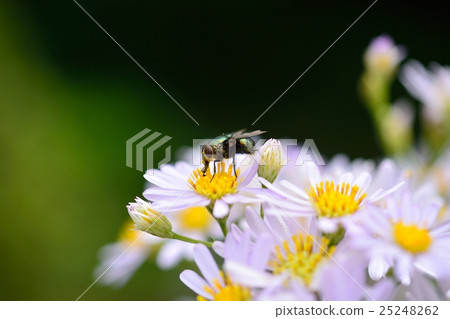 蒼蠅和鮮花 25248262