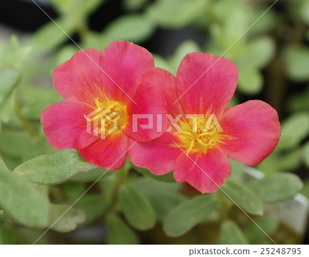 Portulaca Portulaca 25248795