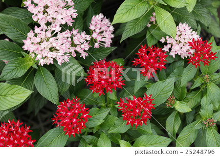 Pentas Pentas 25248796