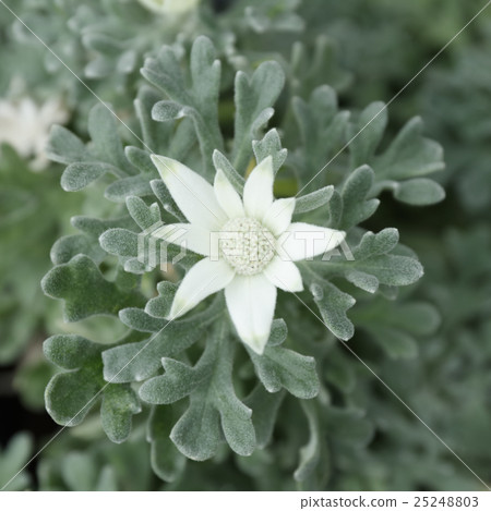 法蘭絨花 25248803