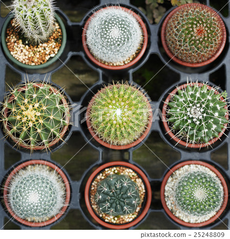 Cactus Cactus 25248809