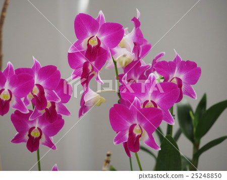 蘭花 蘭花 25248850