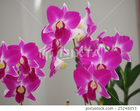 Orchid 25248853