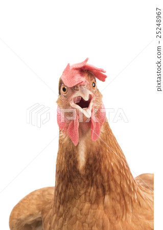 close up of brown chicken head close up of brown chicken head 25248967