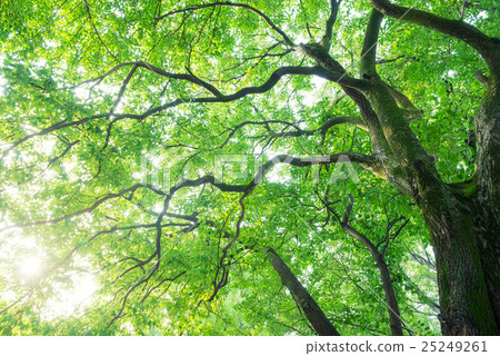 樟樹，生態圖像 25249261