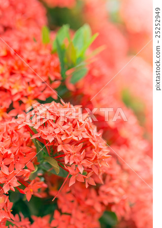 Ixora flower 25252949