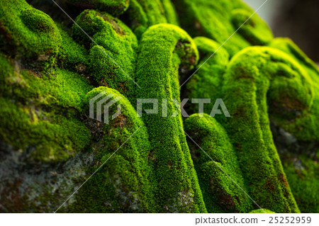 Lichen cover antique architecture in temple Lichen cover antique architecture in temple 25252959