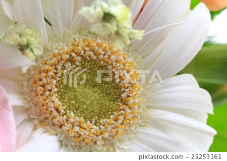 以白色非洲菊為主花的花束 25253161