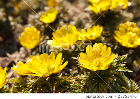Wild Fukushigusu Wild Fukushigusu 25253476