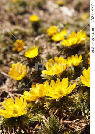 Wild Fukushigusu Wild Fukushigusu 25253477