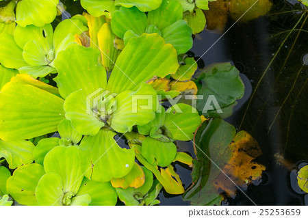 Spawn - green plant in water pond  25253659