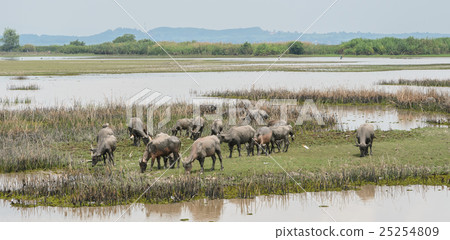 Herd of water buffalo in wetland, Thailand Herd of water buffalo in wetland, Thailand 25254809