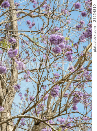 Jacaranda tree with lilac blossom Jacaranda tree with lilac blossom 25254810