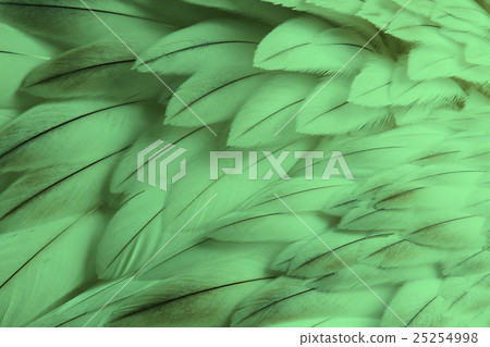 Green fluffy feather closeup 25254998
