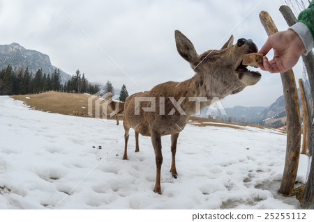 female deer portrait while looking at you 25255112