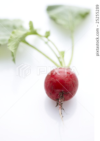 蘿蔔 蘿蔔 25255289