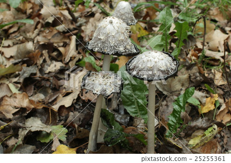 Inky coprinus among fallen leaves 25255361
