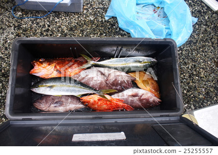 Fishing fish Hiramasa, Ako etc. 25255557