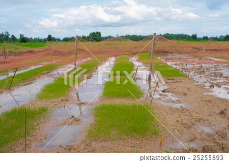 Young green rice plant, selective focus on field Young green rice plant, selective focus on field 25255893
