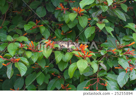 Butterfly on scarlet bush tree, Hamelia patens Butterfly on scarlet bush tree, Hamelia patens 25255894