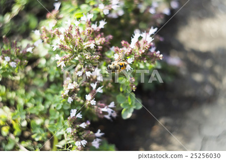 Drone Fly (Eristalis tenax) on flower 25256030