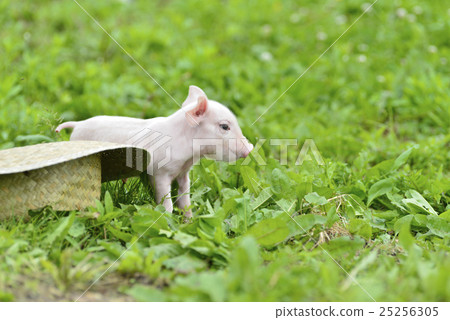 Little pig 25256305