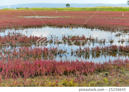 珊瑚草（Noge Lake） 25256645