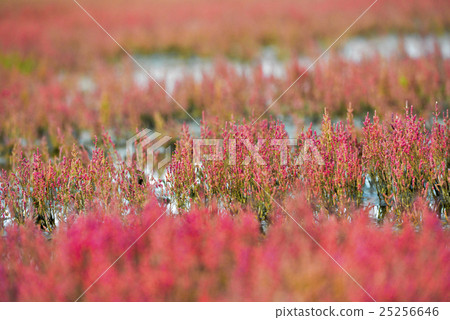 珊瑚草（Noge Lake） 25256646