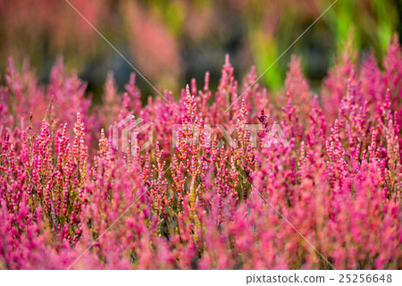 Coral grass (Noge Lake) Coral grass (Noge Lake) 25256648