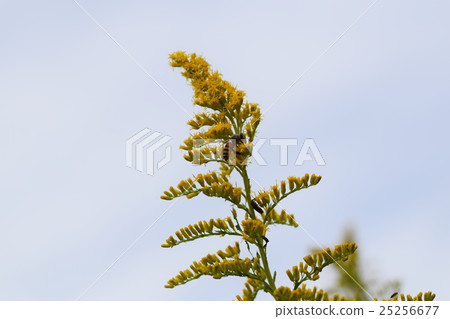 蜂和高大的北極蝴蝶花 蜂和高大的北極蝴蝶花 25256677